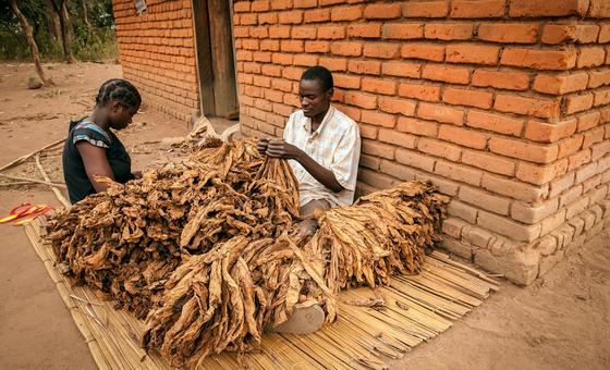 L’OMS exhorte les gouvernements à cesser de subventionner la culture mortifère du tabac